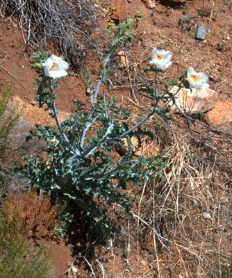 Overview of crested prickly poppy (a.k.a. scatter-spined prickly poppy) <em>Argemone polyanthemos</em>.